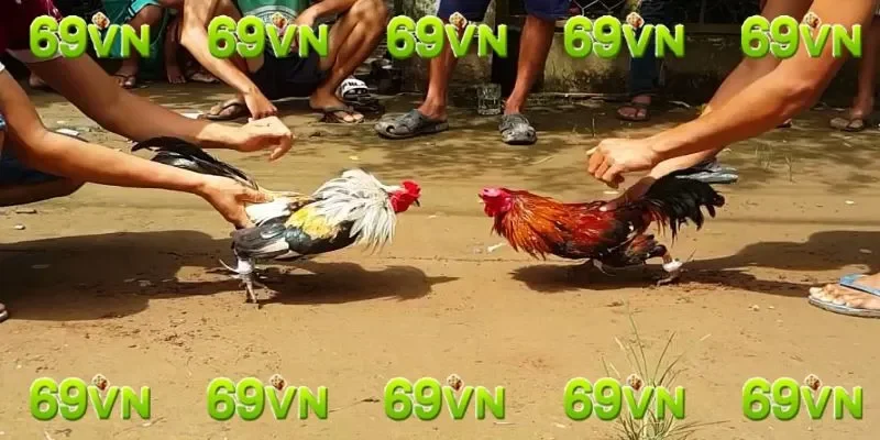 Cách nhận biết gà chọi đá giỏi thông qua dáng cánh