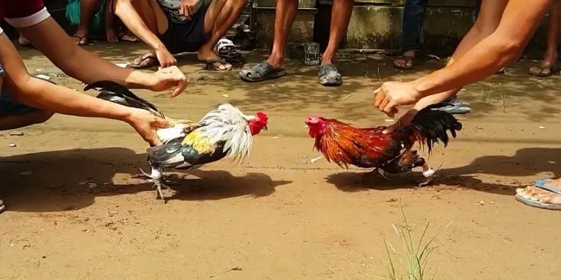 Chiến thuật chơi đá gà tre hiệu quả giúp thắng lớn