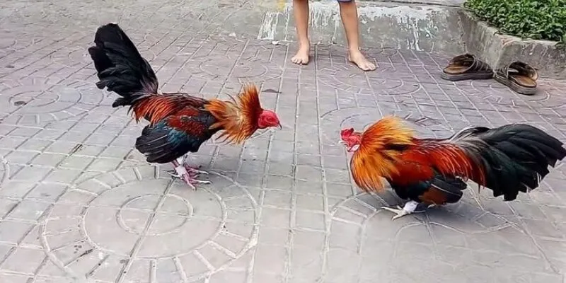 Ưu điểm khi tham gia đá gà tre tại 69VN
